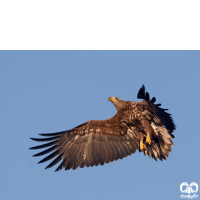 گونه عقاب دریایی دم سفید White tailed Eagle